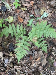 Dryopteris