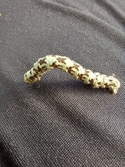 Odontopera bidentata