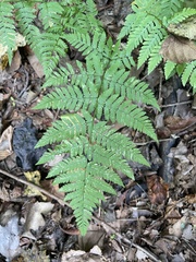 Dryopteris