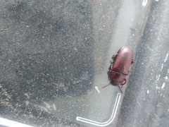 Tenebrio molitor