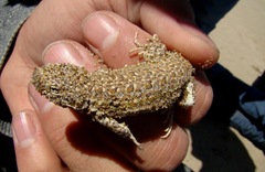 Liolaemus multimaculatus