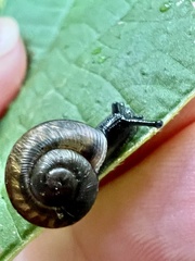 Ventridens ligera