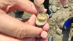 Nerita albicilla