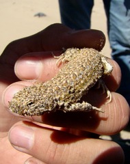 Liolaemus multimaculatus