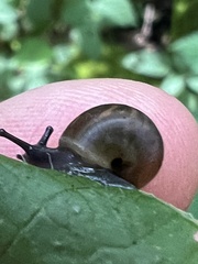 Ventridens ligera