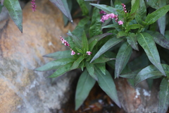 Persicaria decipiens