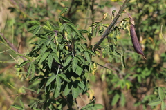 Crotalaria agatiflora