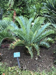 Encephalartos