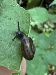 Ventridens ligera