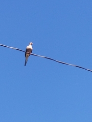 Zenaida macroura carolinensis