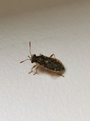 Brachycarenus tigrinus