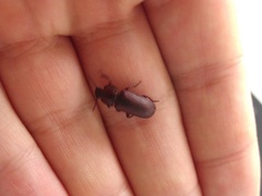 Tenebrio molitor