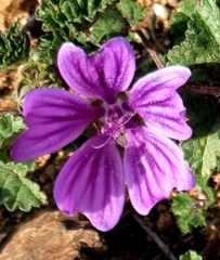 Malva sylvestris