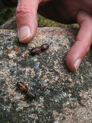 Choerocoris paganus
