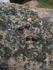 Choerocoris paganus