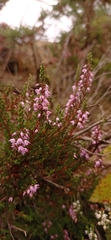 Calluna vulgaris