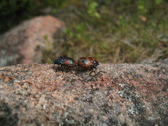 Choerocoris paganus
