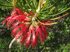 Melaleuca granitica