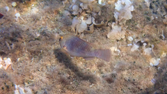 Sparisoma cretense