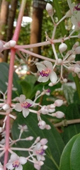 Medinilla formosana