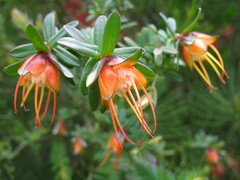 Darwinia citriodora
