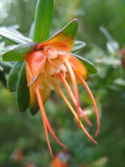 Darwinia citriodora