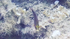 Symphodus mediterraneus