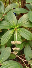Medinilla formosana