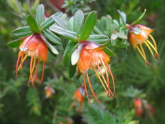 Darwinia citriodora