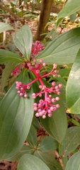 Medinilla formosana