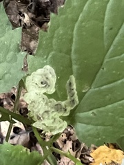 Liriomyza limopsis