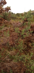 Ulex