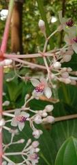 Medinilla formosana
