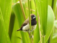 Lonchura leucogastroides