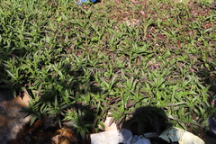 Persicaria decipiens