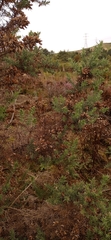 Ulex