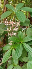 Medinilla formosana