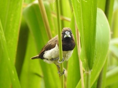 Lonchura leucogastroides