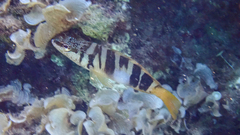 Serranus scriba