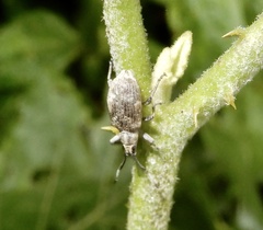 Cyphicerini