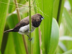 Lonchura leucogastroides