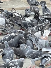 Columba livia domestica