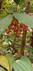 Medinilla formosana