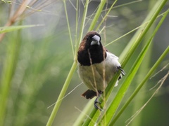 Lonchura leucogastroides