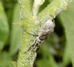 Cyphicerini