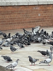 Columba livia domestica