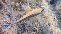 Symphodus tinca
