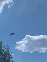 Ictinia mississippiensis