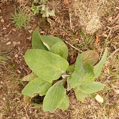 Digitalis purpurea