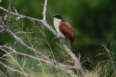 Centropus superciliosus burchellii